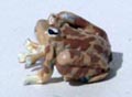 A002 - 1:12 frog